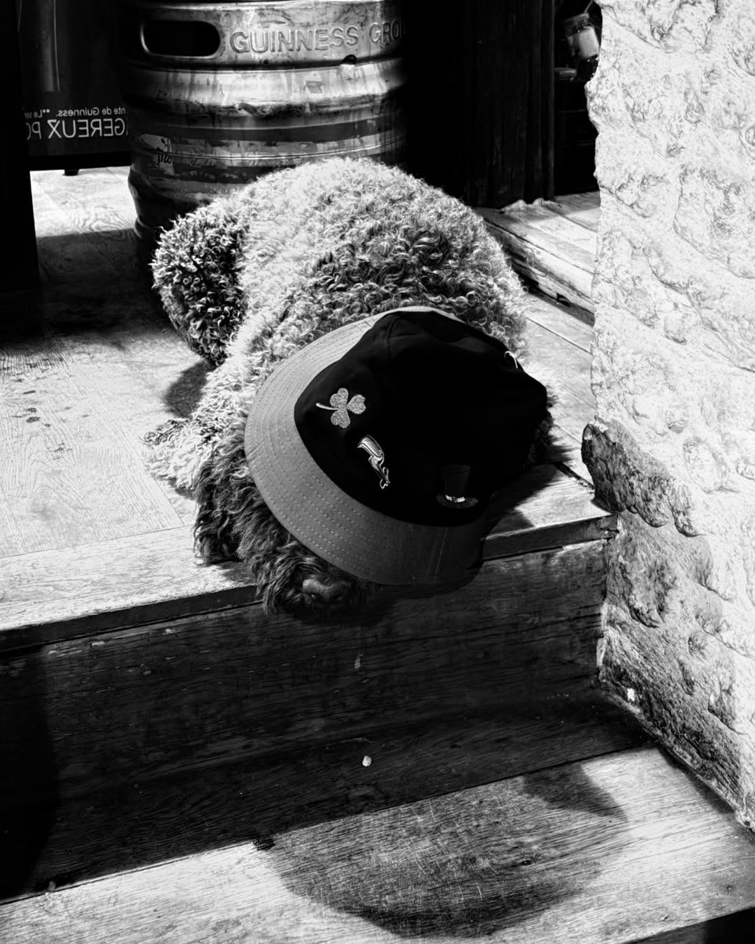 photo facebook black duck amateur (6)